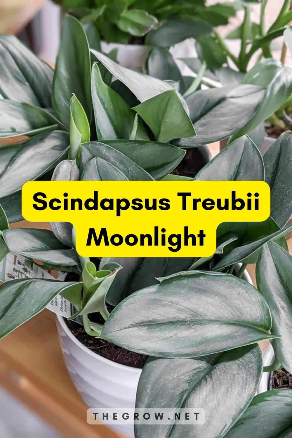 Scindapsus Treubii Moonlight