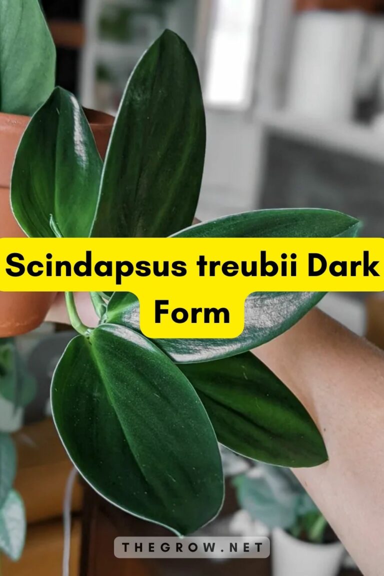 10 Common And Rare Scindapsus Varieties (With Pictures) TheGrow