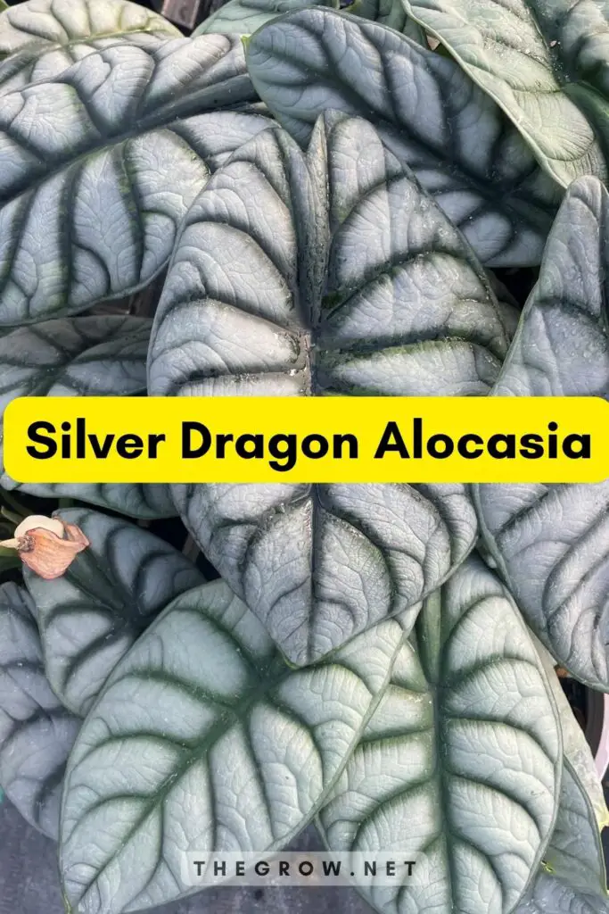 Silver Dragon Alocasia