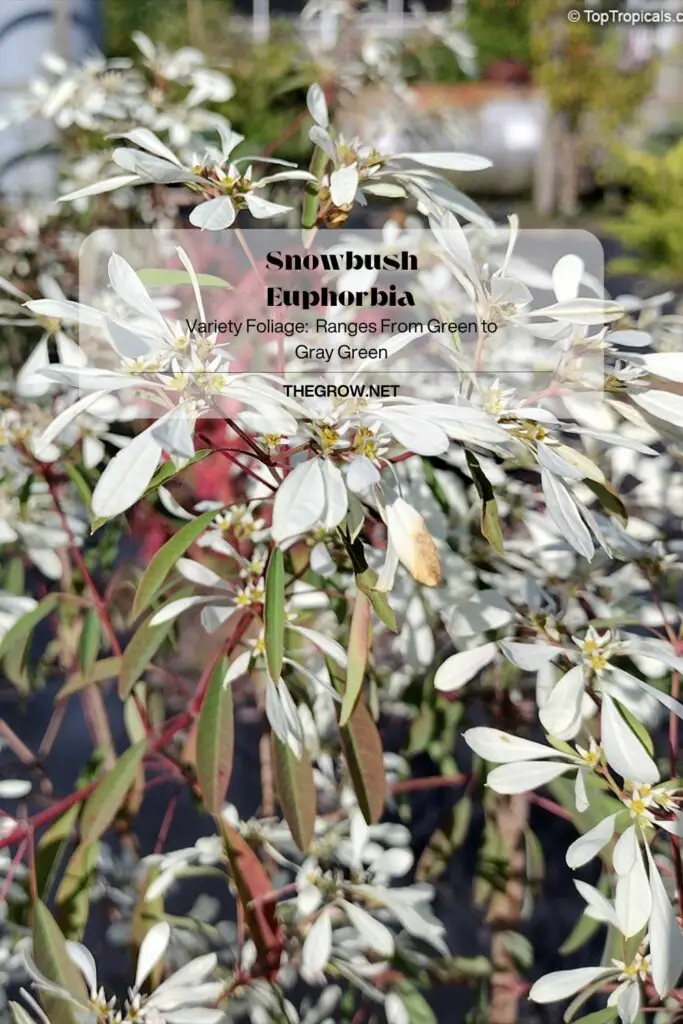 Snowbush Euphorbia