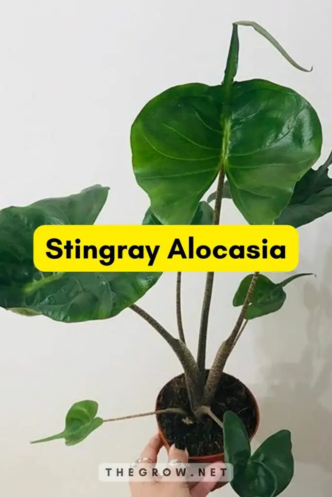 Stingray Alocasia