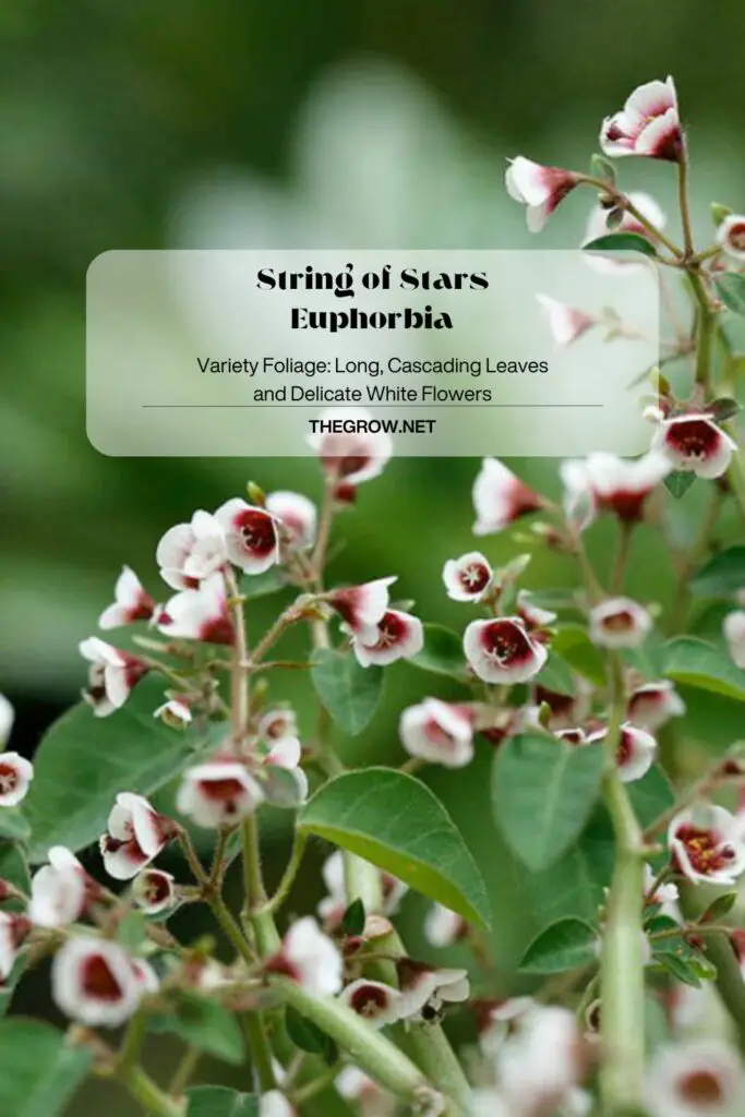 String of Stars Euphorbia