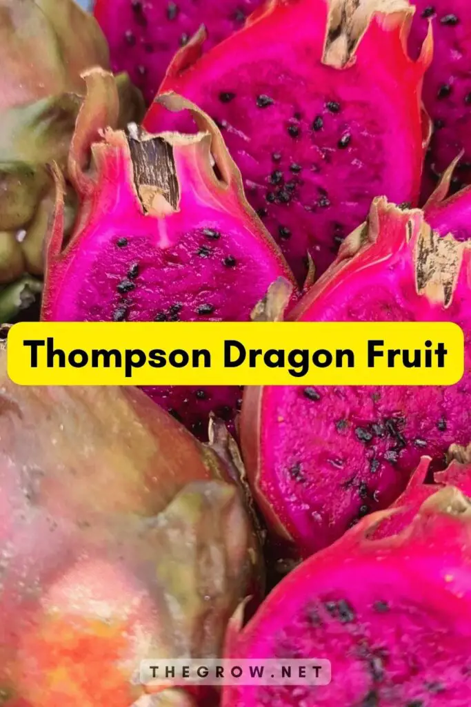 Thompson Dragon Fruit