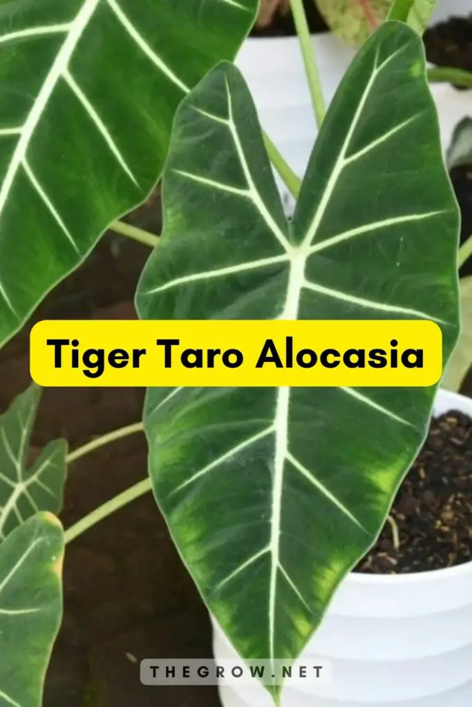 Tiger Taro Alocasia
