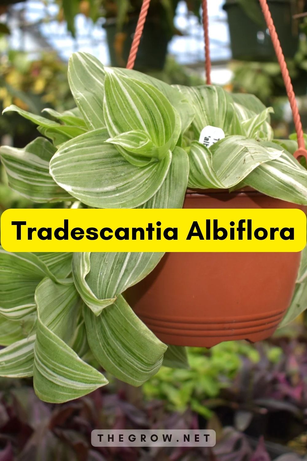 Tradescantia Albiflora