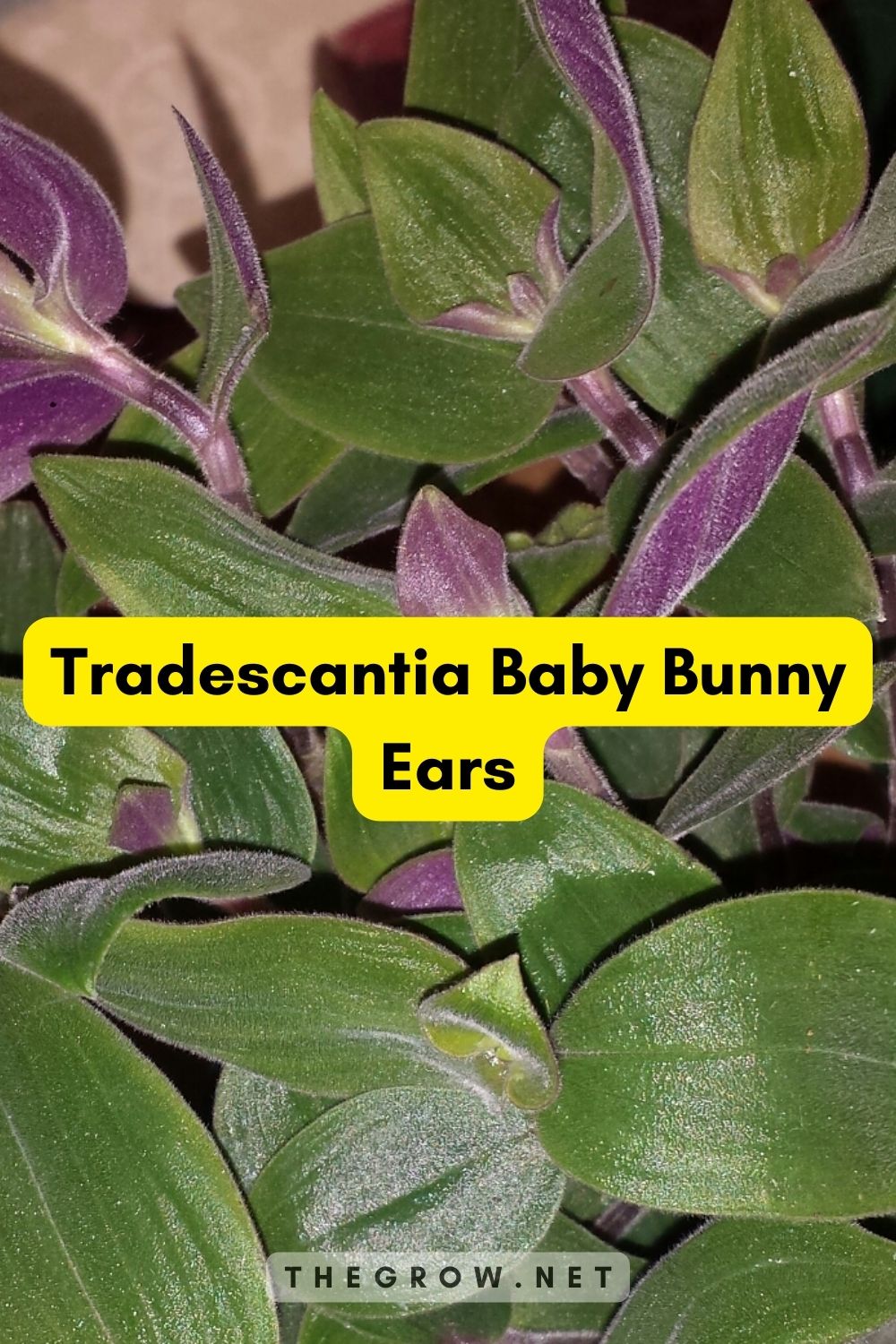 Tradescantia Baby Bunny Ears