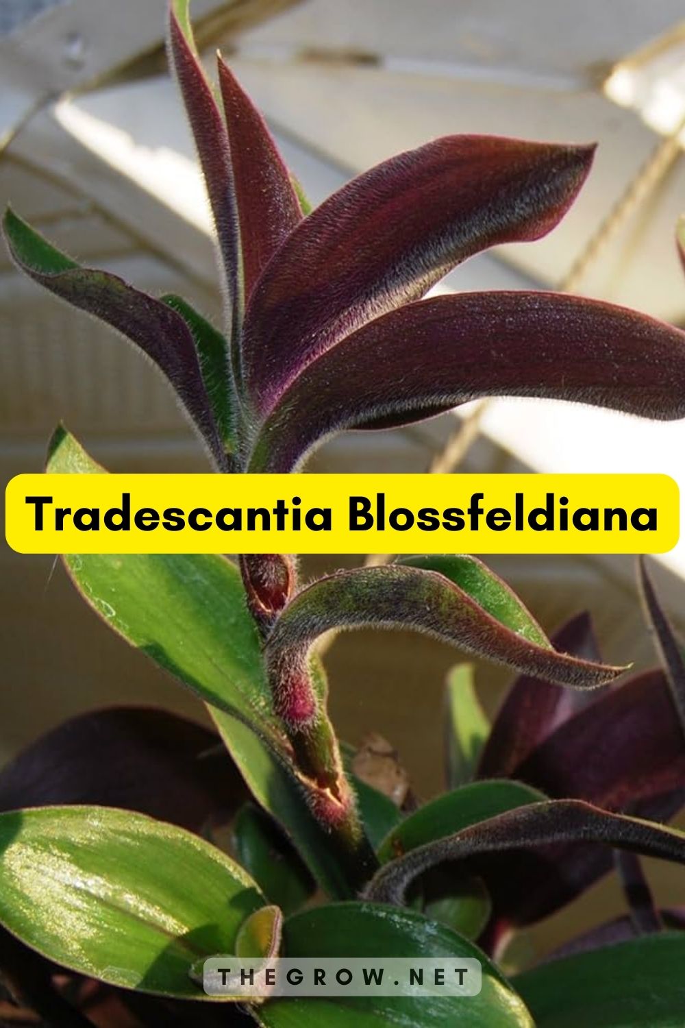Tradescantia Blossfeldiana