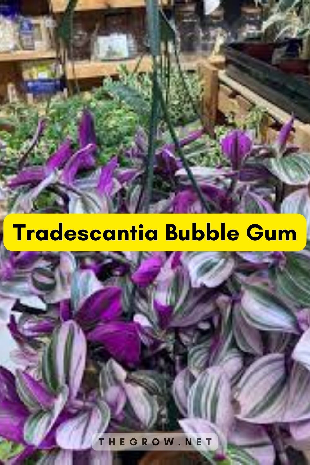 Tradescantia Bubble Gum