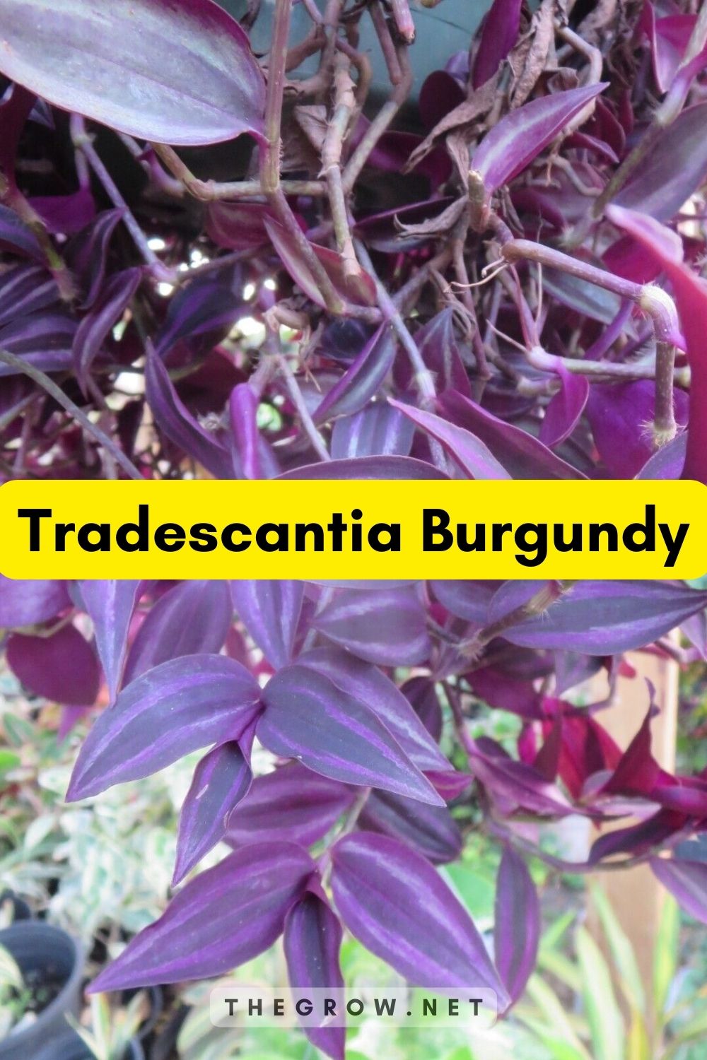 Tradescantia Burgundy