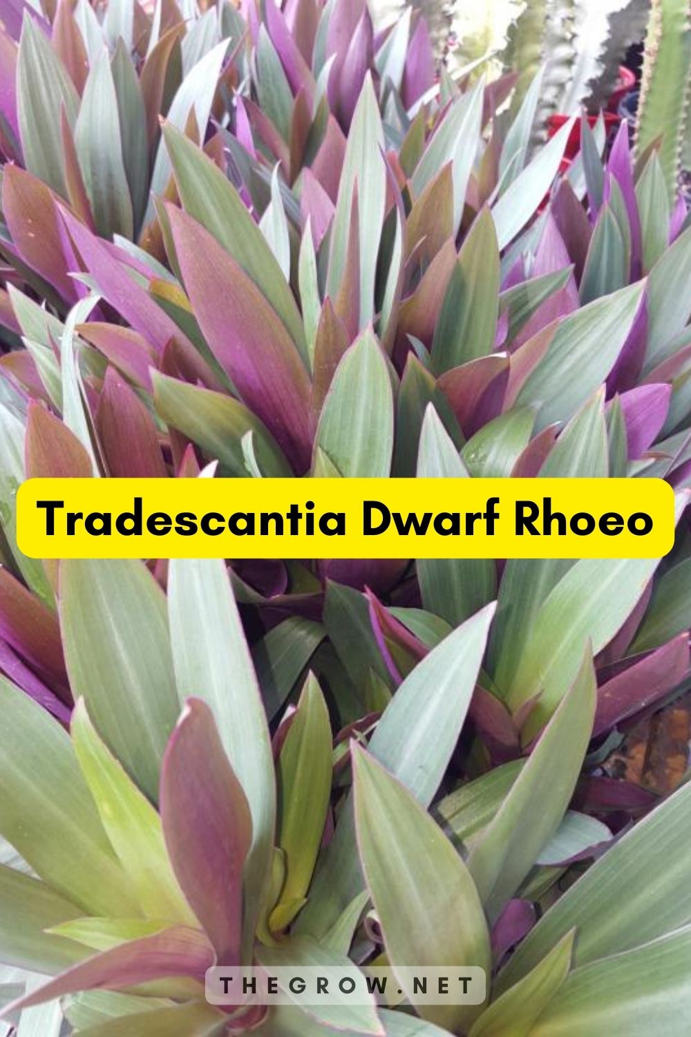 Tradescantia Dwarf Rhoeo