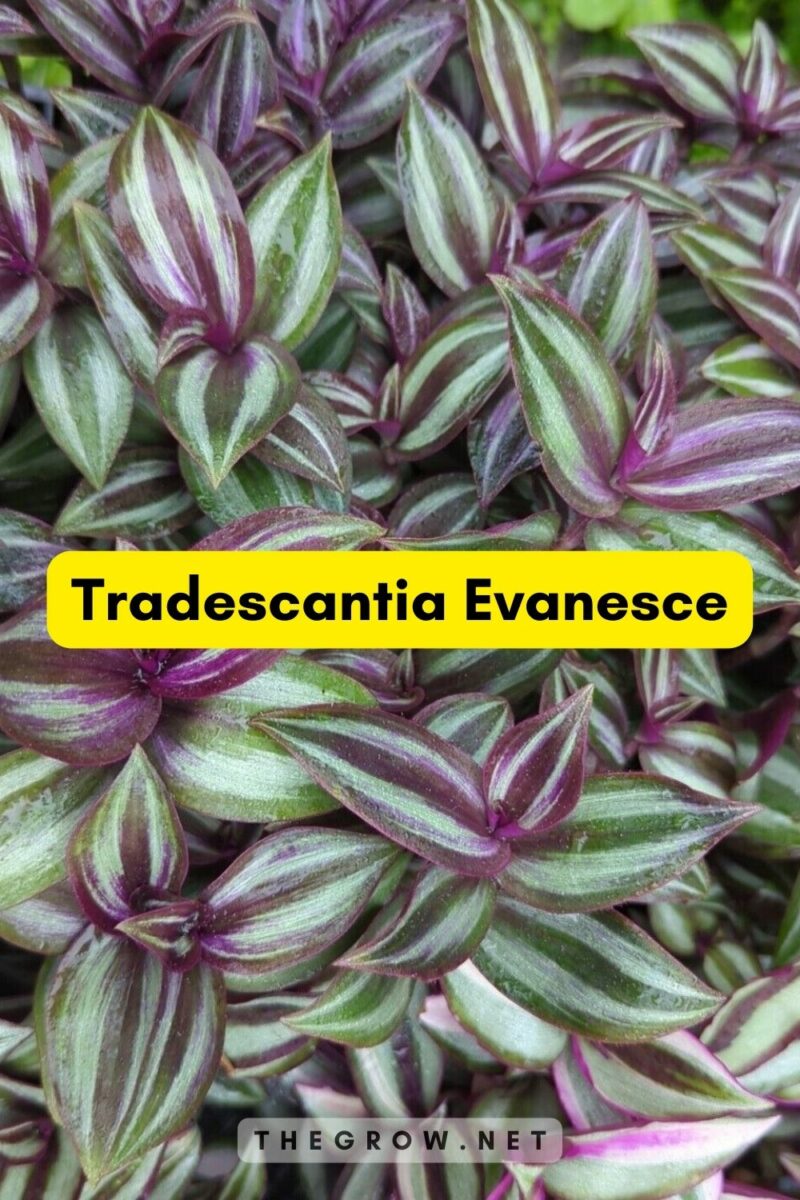 Tradescantia Varieties 2024 25 Common and Rare Types TheGrow