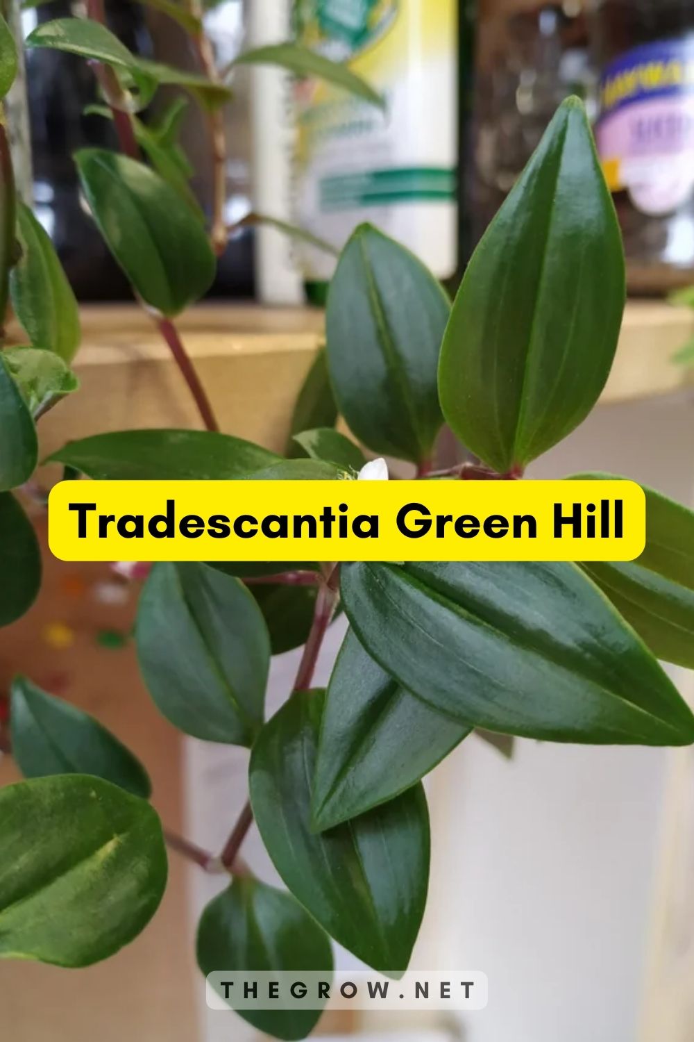 Tradescantia Green Hill