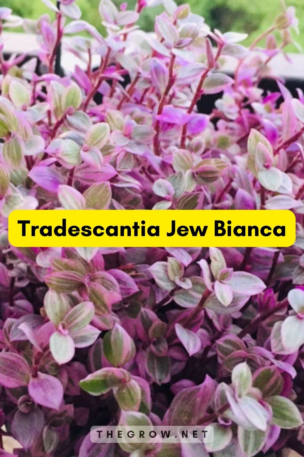 Tradescantia Jew Bianca