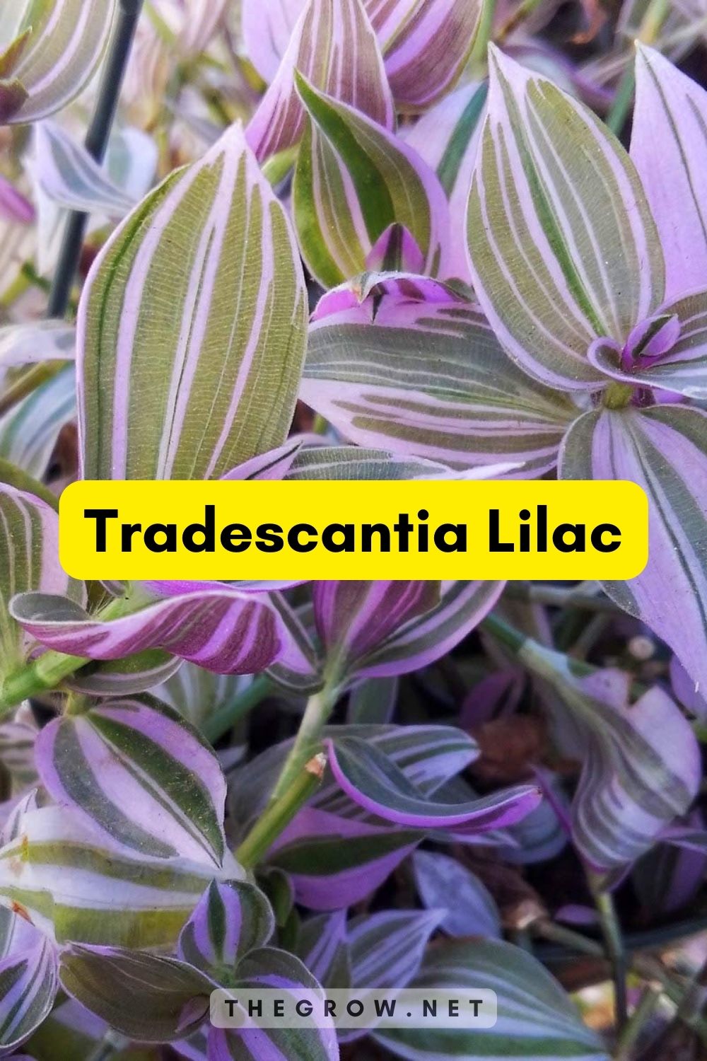 Tradescantia Lilac