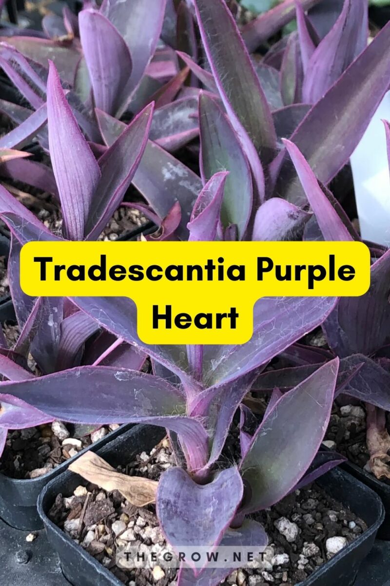 25 Common and Rare Tradescantia Varieties (With Pictures) TheGrow