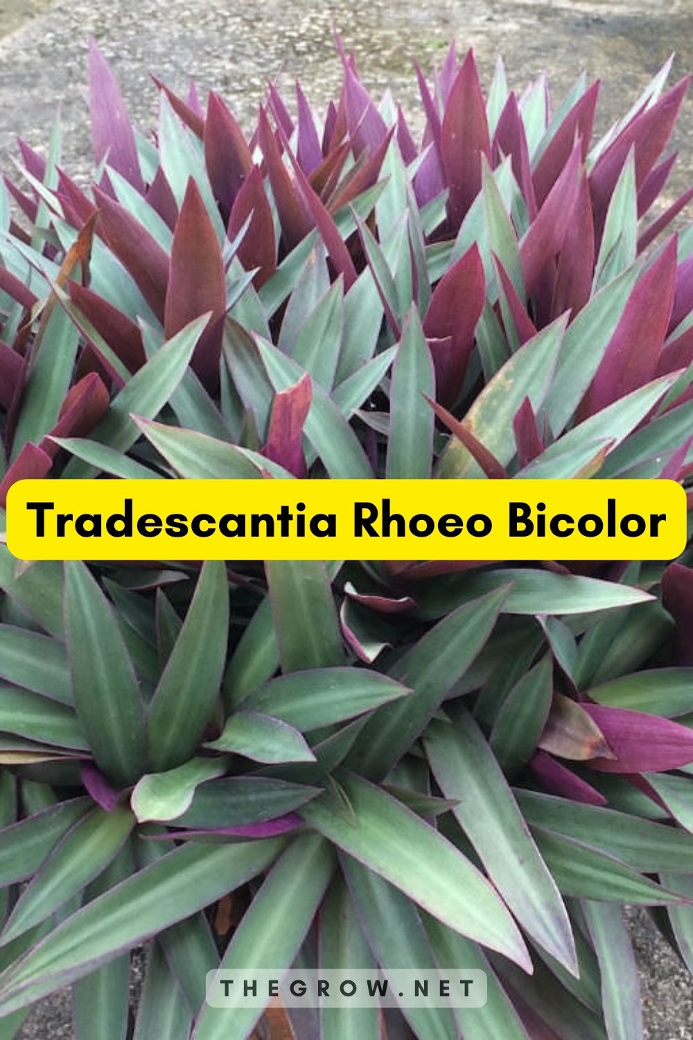 Tradescantia Rhoeo Bicolor