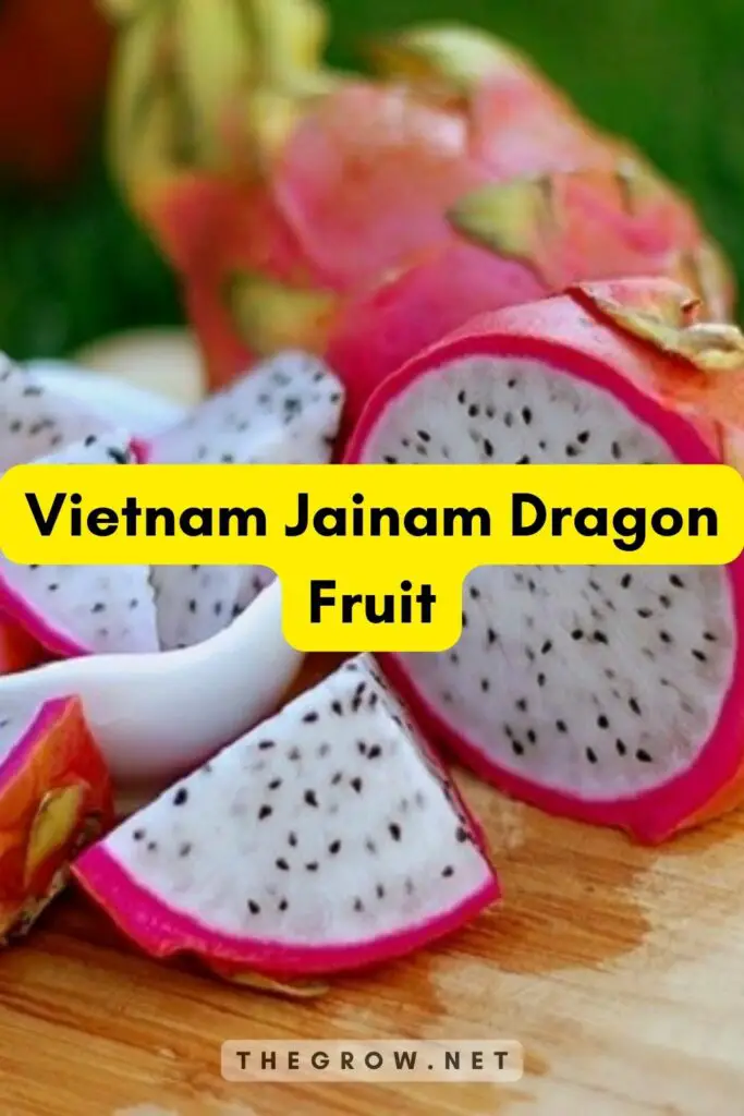 Vietnam Jainam Dragon Fruit