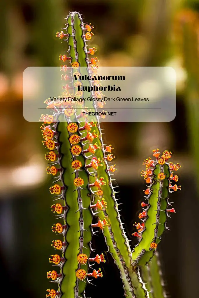 Vulcanorum Euphorbia