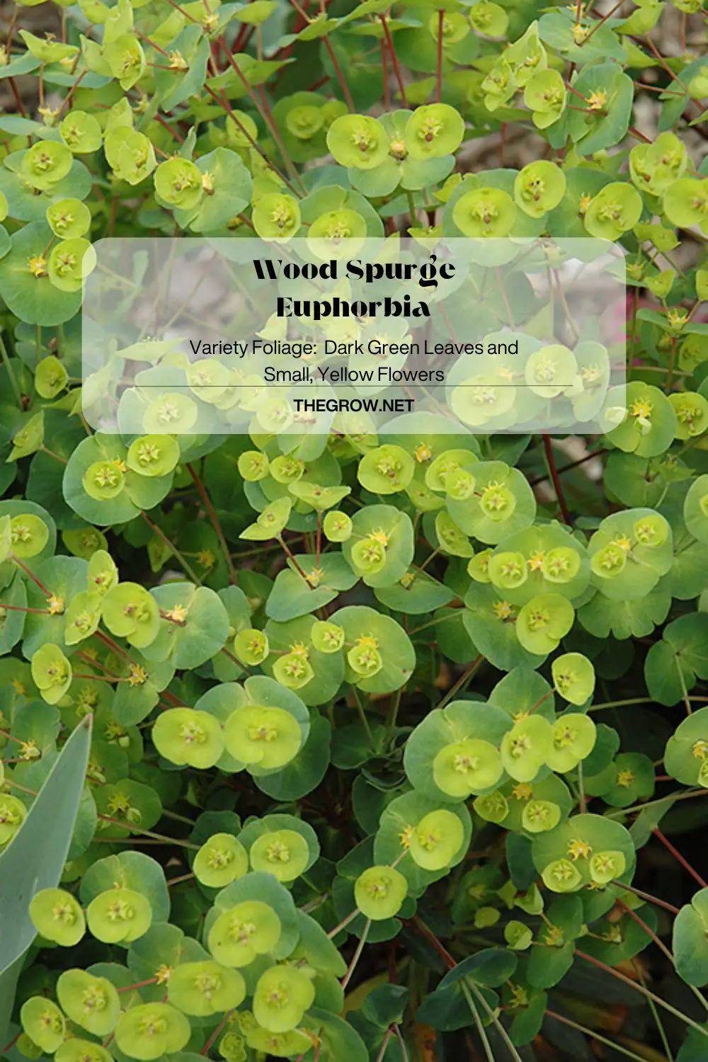 Wood Spurge Euphorbia