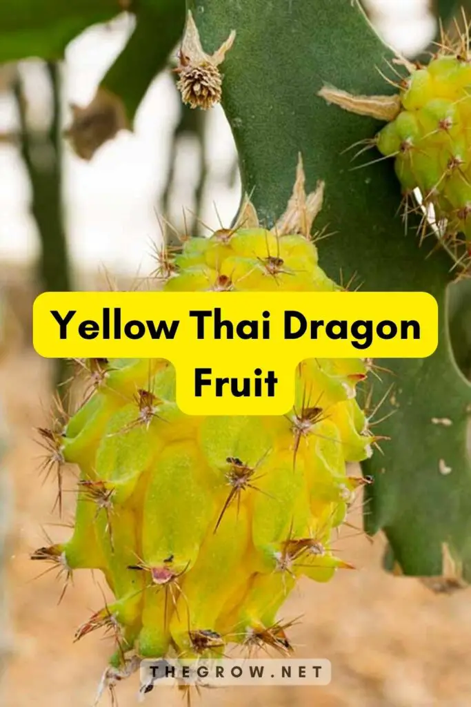 Yellow Thai Dragon Fruit
