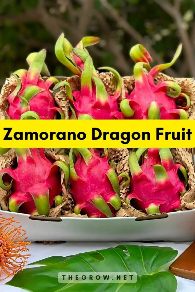 Zamorano Dragon Fruit