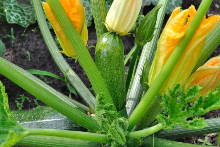 Zucchini plant