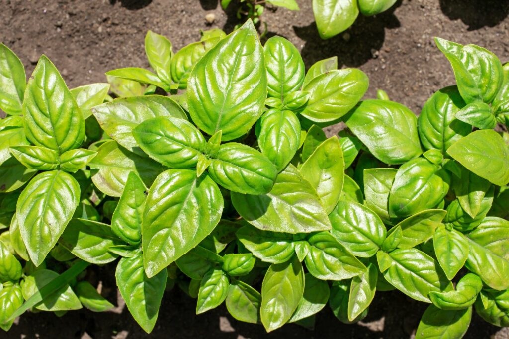 Basil plants above