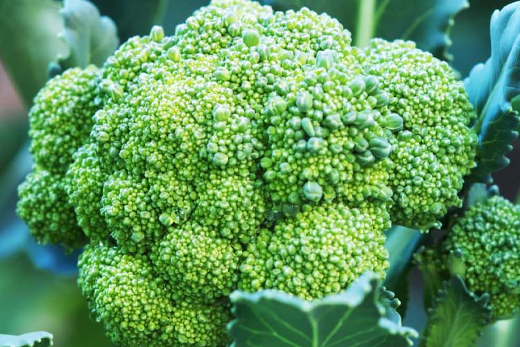 broccoli plant