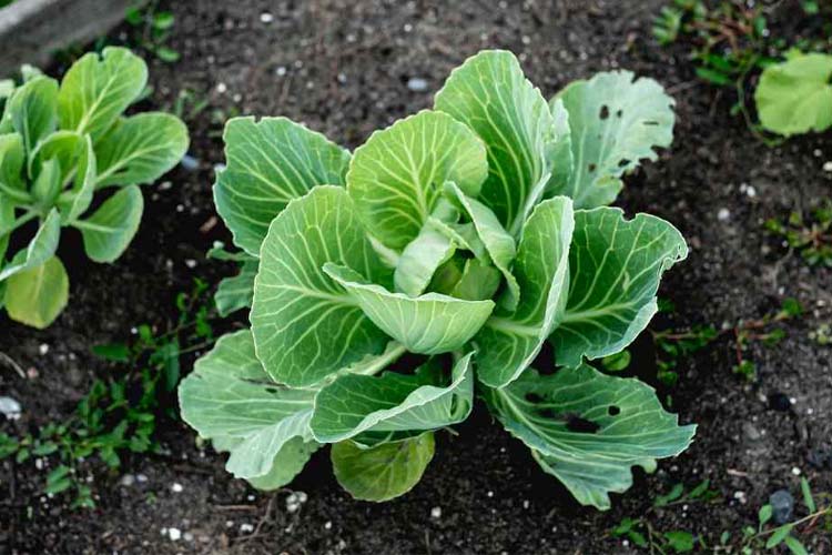 cabbage plant