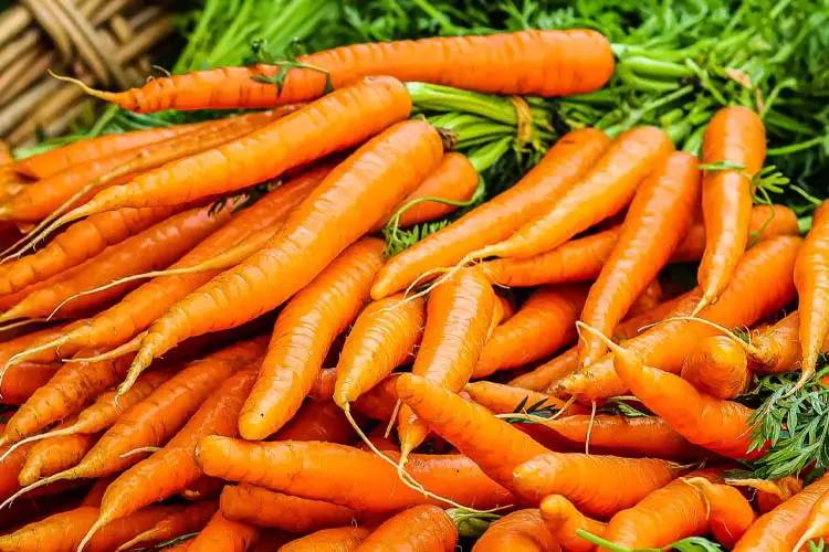 carrots companion plants