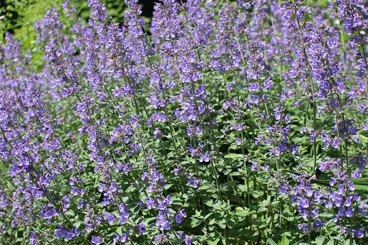 catmint plant