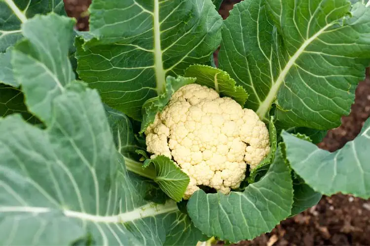 cauliflower companion plants