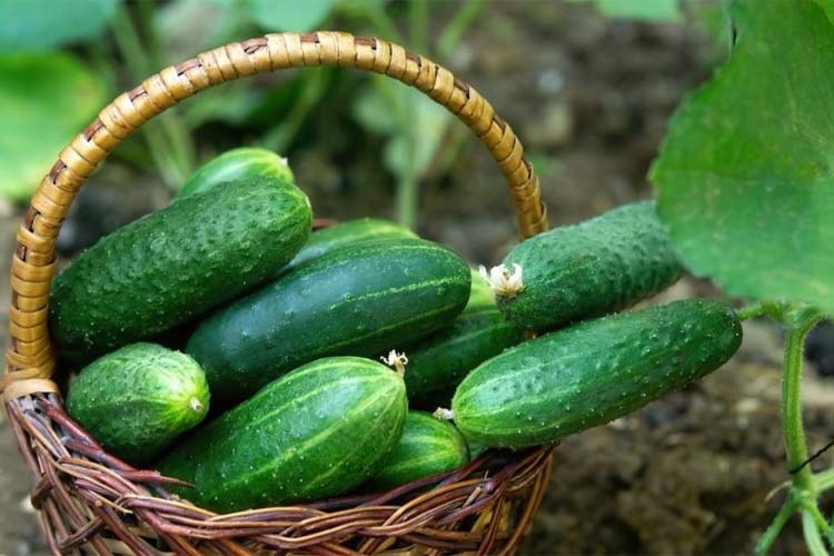 cucumber companion plants