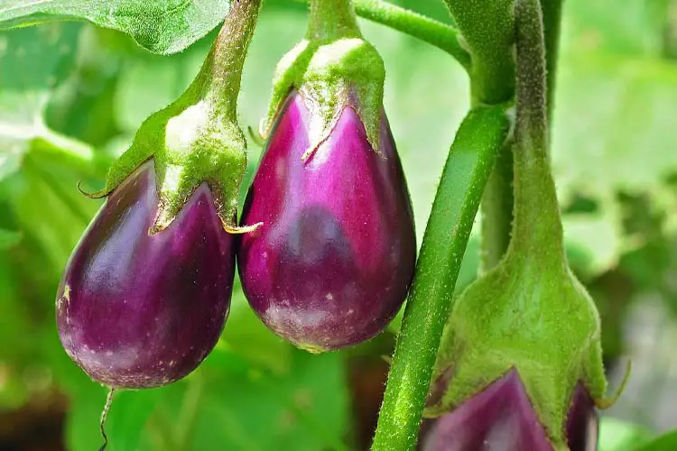 eggplant comapanion plants