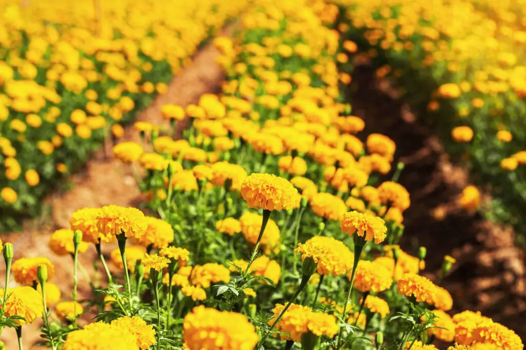 Marigolds planted in the garden