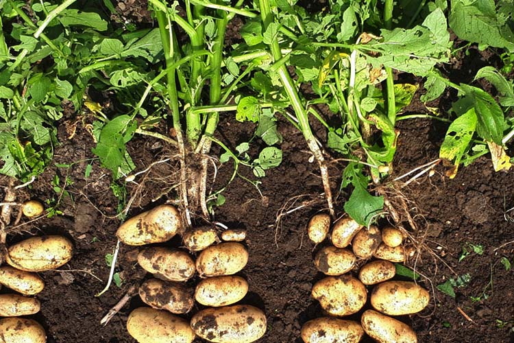 potato companion plants