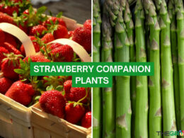 strawberry companion plants