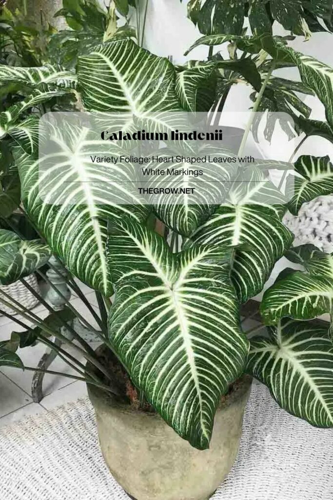 30 Common And Rare Caladium Varieties (With Pictures) TheGrow