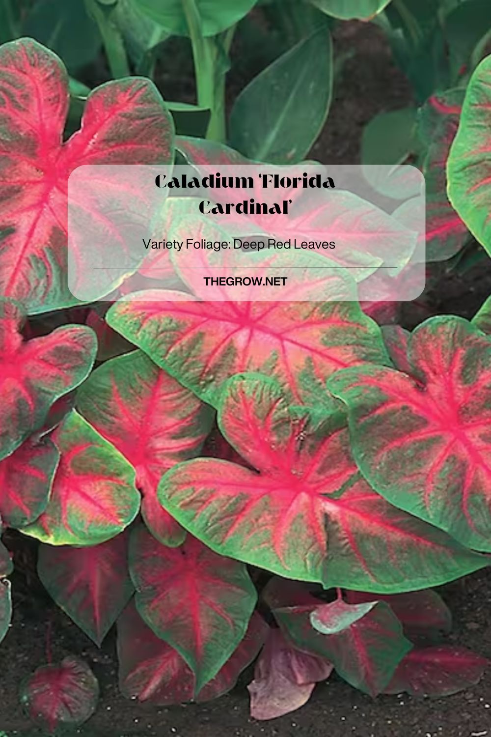 Caladium ‘Florida Cardinal’