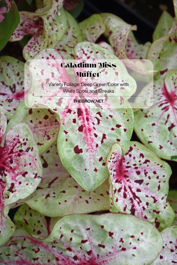 30 Common And Rare Caladium Varieties (With Pictures) TheGrow