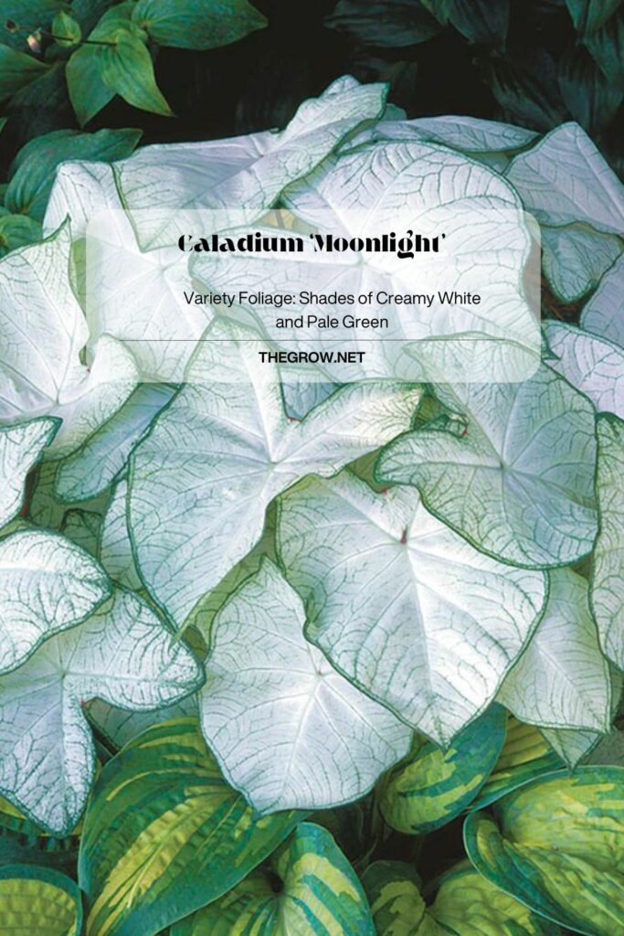 30 Common And Rare Caladium Varieties (With Pictures) TheGrow