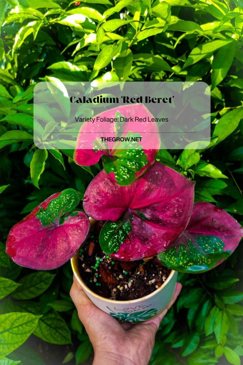 30 Common And Rare Caladium Varieties (With Pictures) TheGrow