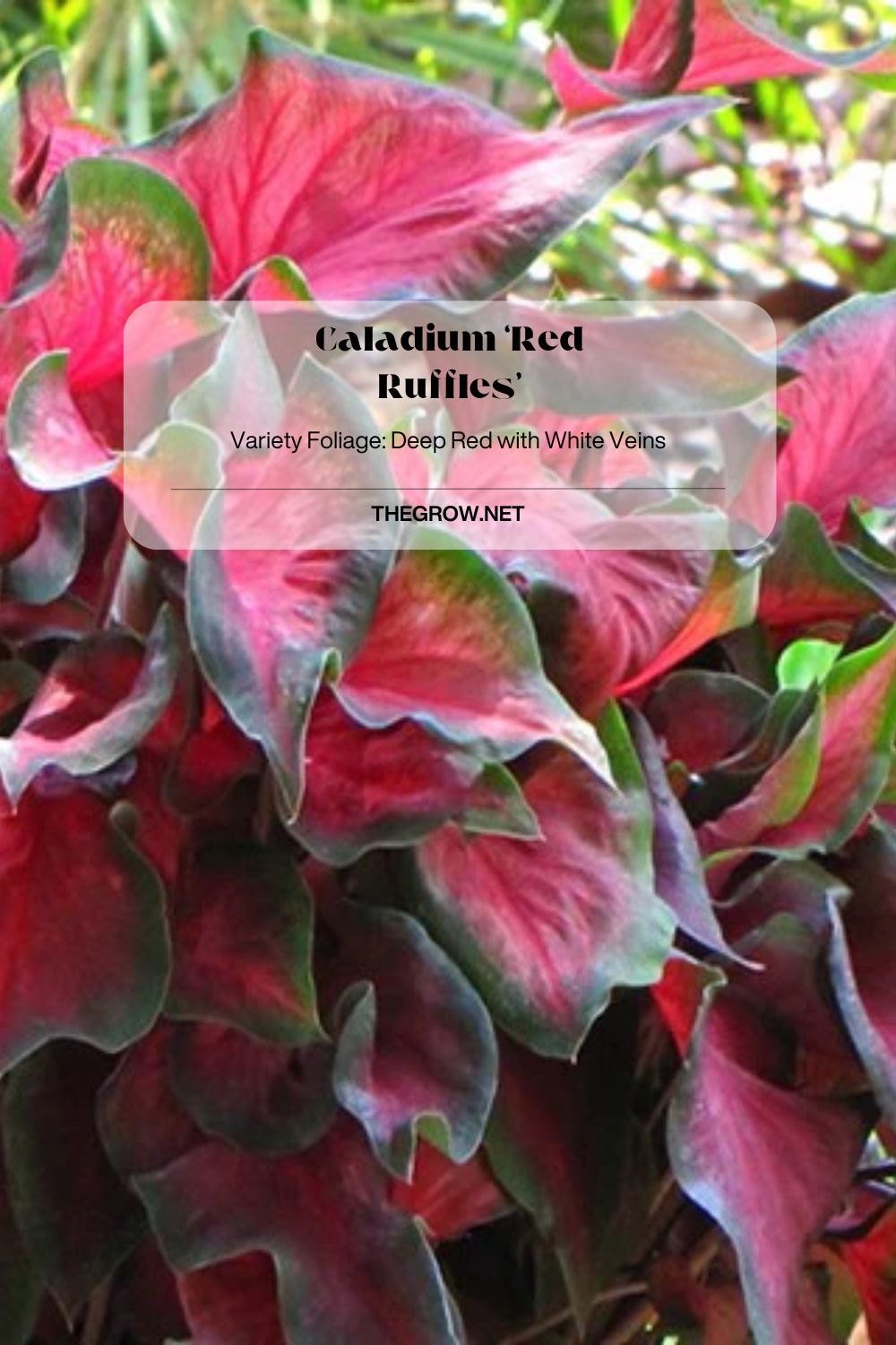 Caladium ‘Red Ruffles’