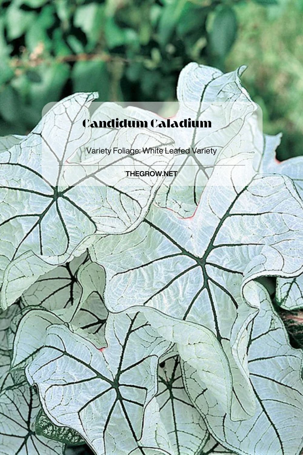 Candidum Caladium