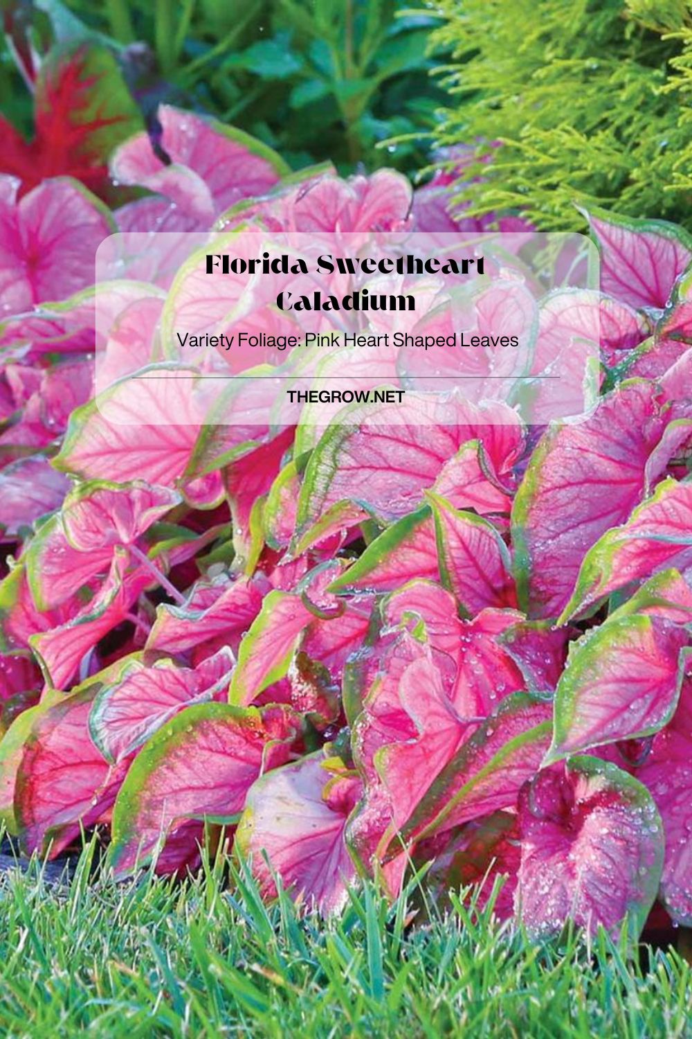 Florida Sweetheart Caladium