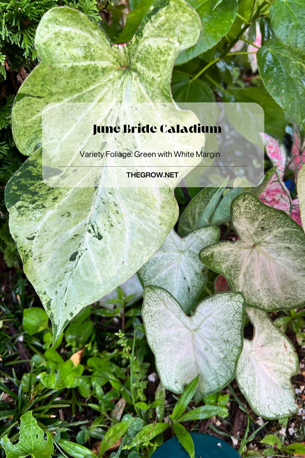 June Bride Caladium