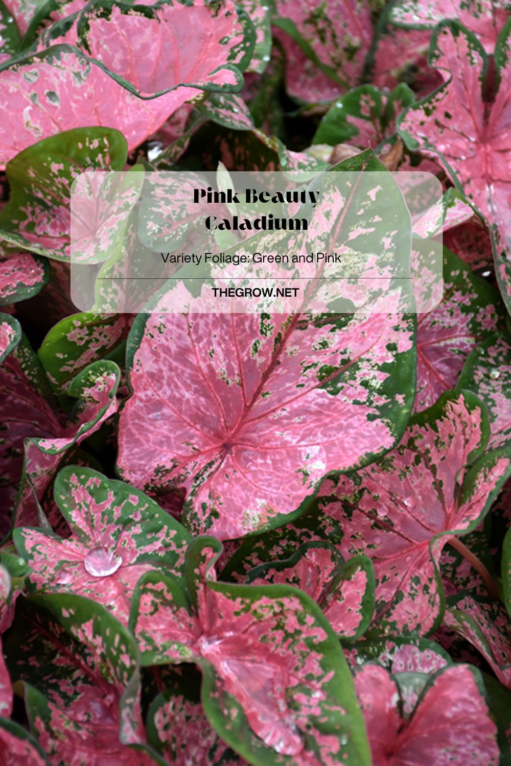 Pink Beauty Caladium