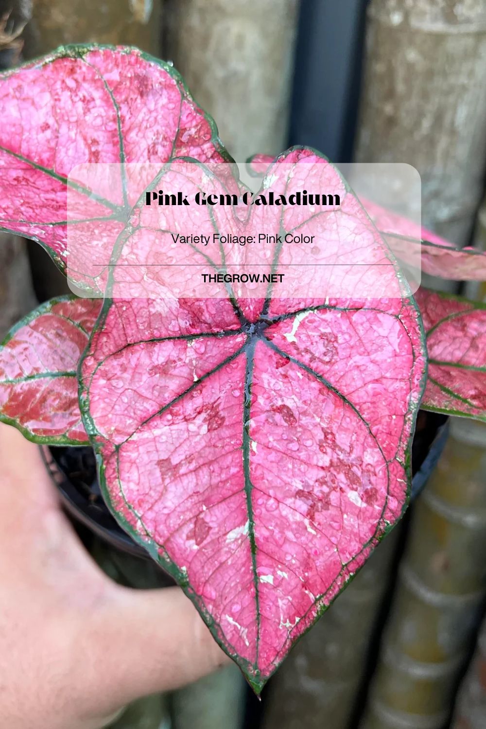 Pink Gem Caladium