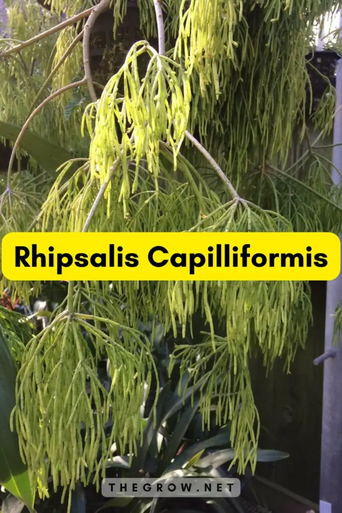 Rhipsalis Capilliformis