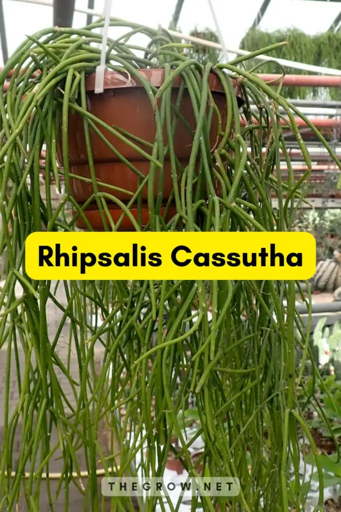 Rhipsalis Cassutha